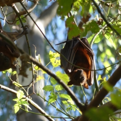 Pteropus scapulatus (Little Red Flying Fox) at Padman/Mates Park - 22 Feb 2021 by AlburyCityEnviros