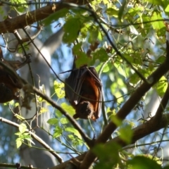 Pteropus scapulatus at Albury - 22 Feb 2021