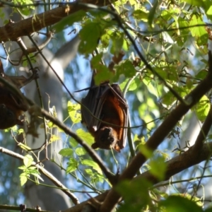 Pteropus scapulatus at Albury - 22 Feb 2021