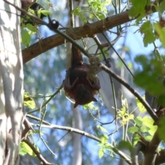 Pteropus scapulatus at Albury - 22 Feb 2021