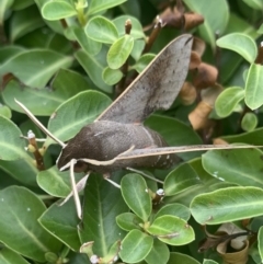 Hippotion scrofa (Coprosma Hawk Moth) at Greenway, ACT - 23 Feb 2021 by Ash295