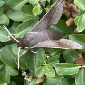 Hippotion scrofa at Greenway, ACT - 23 Feb 2021