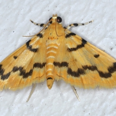 Dichocrocis clytusalis (Kurrajong Leaf-tier, Kurrajong Bag Moth) at Ainslie, ACT - 22 Feb 2021 by jb2602