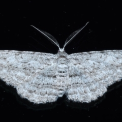 Phelotis cognata (Long-fringed Bark Moth) at Ainslie, ACT - 22 Feb 2021 by jbromilow50