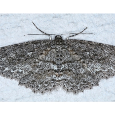 Ectropis fractaria (Ringed Bark Moth) at Ainslie, ACT - 22 Feb 2021 by jb2602