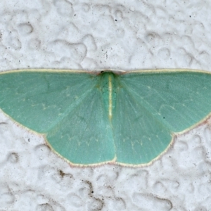 Chlorocoma dichloraria at Ainslie, ACT - 21 Feb 2021