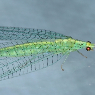 Apertochrysa edwardsi (A Green Lacewing) at Ainslie, ACT - 22 Feb 2021 by jbromilow50