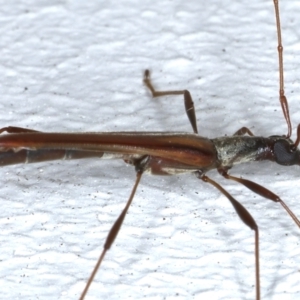 Rhinophthalmus nasutus at Ainslie, ACT - 21 Feb 2021 09:31 PM