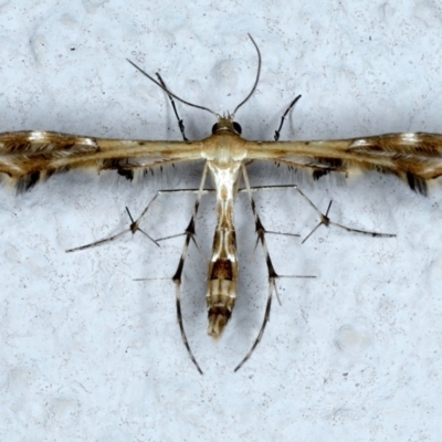 Sphenarches anisodactylus (Geranium Plume Moth) at Ainslie, ACT - 22 Feb 2021 by jbromilow50