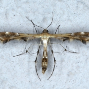Sphenarches anisodactylus at Ainslie, ACT - 22 Feb 2021