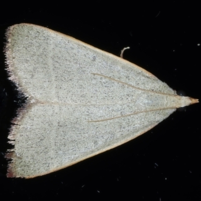 Ocrasa albidalis (A Pyralid moth) at Ainslie, ACT - 22 Feb 2021 by jb2602