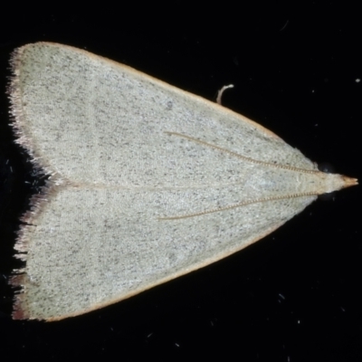 Ocrasa albidalis (A Pyralid moth) at Ainslie, ACT - 22 Feb 2021 by jbromilow50