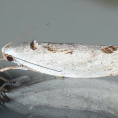 Tymbophora peltastis (A Xyloryctid moth (Xyloryctidae)) at Ainslie, ACT - 22 Feb 2021 by jb2602