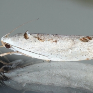 Tymbophora peltastis at Ainslie, ACT - 22 Feb 2021 08:44 PM