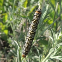 Phalaenoides tristifica at Stromlo, ACT - 20 Jan 2021