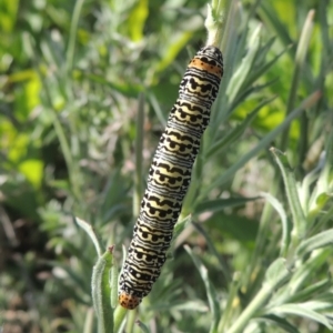 Phalaenoides tristifica at Stromlo, ACT - 20 Jan 2021