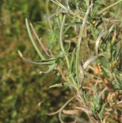 Epilobium sp. at Stromlo, ACT - 20 Jan 2021