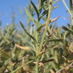 Epilobium sp. at Stromlo, ACT - 20 Jan 2021