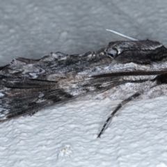 Agrius convolvuli (Convolvulus Hawk Moth) at Ainslie, ACT - 22 Feb 2021 by jbromilow50