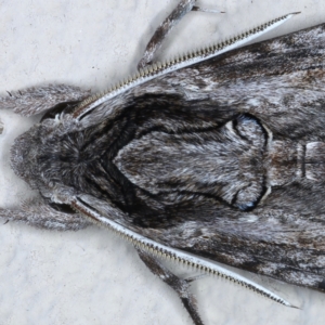 Agrius convolvuli at Ainslie, ACT - 22 Feb 2021