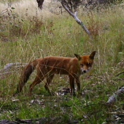 Vulpes vulpes (Red Fox) at Tuggeranong DC, ACT - 23 Feb 2021 by ChrisHolder