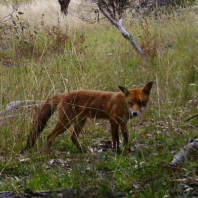 Vulpes vulpes (Red Fox) at McQuoids Hill - 22 Feb 2021 by ChrisHolder