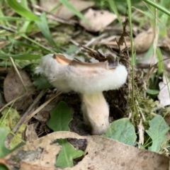 Unverified Fungus at Holt, ACT - 23 Feb 2021 by Eland