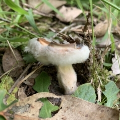 Unidentified Fungus at Holt, ACT - 23 Feb 2021 by Eland