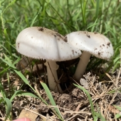 zz agaric (stem; gills white/cream) at Ginninderry Conservation Corridor - 23 Feb 2021 by Eland