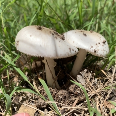 zz agaric (stem; gills white/cream) at Ginninderry Conservation Corridor - 23 Feb 2021 by Eland