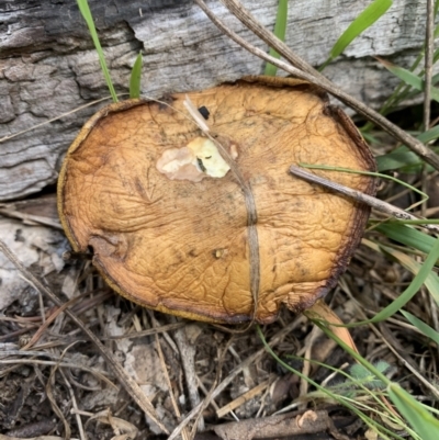 zz bolete at Ginninderry Conservation Corridor - 23 Feb 2021 by Eland