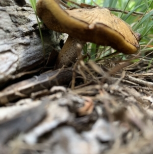 zz bolete at Holt, ACT - 23 Feb 2021 12:22 PM