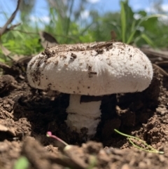 Amanita sp. (Amanita sp.) at Holt, ACT - 23 Feb 2021 by Eland