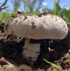 Amanita sp. at Holt, ACT - 23 Feb 2021