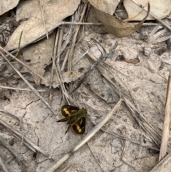 Ocybadistes walkeri (Green Grass-dart) at Ginninderry Conservation Corridor - 23 Feb 2021 by Eland