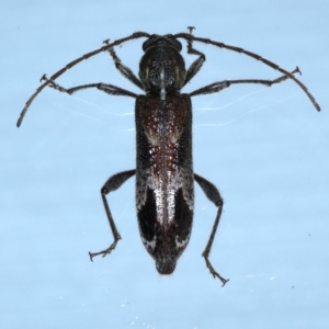 Phacodes personatus at Ainslie, ACT - 20 Feb 2021 10:01 PM