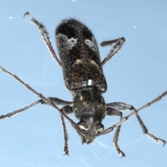 Phacodes personatus at Ainslie, ACT - 20 Feb 2021 10:01 PM