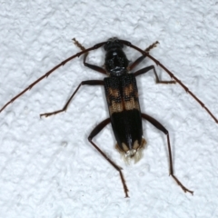 Phoracantha semipunctata (Common Eucalypt Longicorn) at Ainslie, ACT - 20 Feb 2021 by jbromilow50