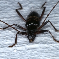 Phoracantha semipunctata at Ainslie, ACT - 20 Feb 2021 10:00 PM