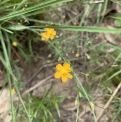 Hypericum gramineum (Small St Johns Wort) at Holt, ACT - 23 Feb 2021 by Eland