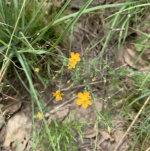 Hypericum gramineum at Holt, ACT - 23 Feb 2021