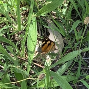 Heteronympha merope at Holt, ACT - 23 Feb 2021