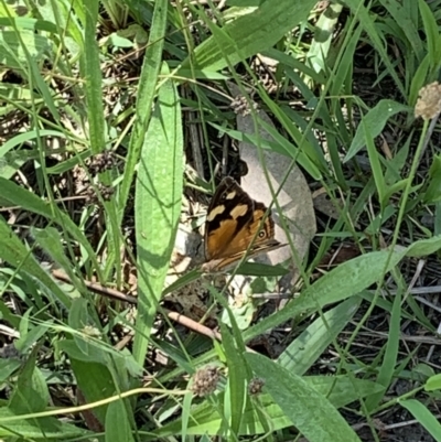 Heteronympha merope (Common Brown Butterfly) at Ginninderry Conservation Corridor - 23 Feb 2021 by Eland