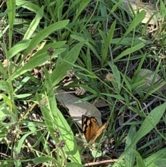 Heteronympha merope at Holt, ACT - 23 Feb 2021