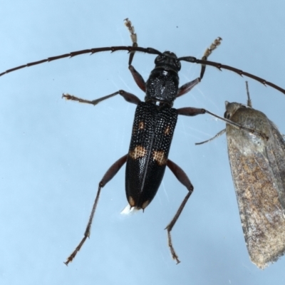 Phoracantha punctata (Longhorn beetle) at Ainslie, ACT - 20 Feb 2021 by jb2602