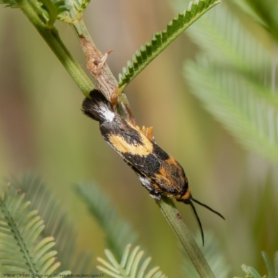 Miscera homotona (A Little Bear moth (family Brachodidae)) at Black Mountain - 22 Feb 2021 by Roger