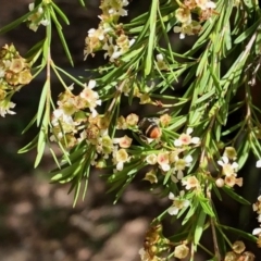 Lipotriches (Austronomia) ferricauda (Halictid bee) at Aranda, ACT - 22 Feb 2021 by KMcCue