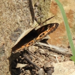 Junonia villida (Meadow Argus) at Aranda, ACT - 23 Feb 2021 by KMcCue