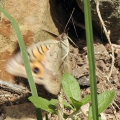 Junonia villida at Aranda, ACT - 23 Feb 2021 11:50 AM