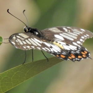 Papilio anactus at Aranda, ACT - 23 Feb 2021